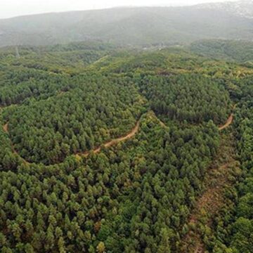 İktidar, Orman Yasası’ndaki Yetkileriyle 23 İlde Orman Alanlarını Sınır Dışı Etti: Genişletilmiş Ek Düzenlemeler Geliyor!